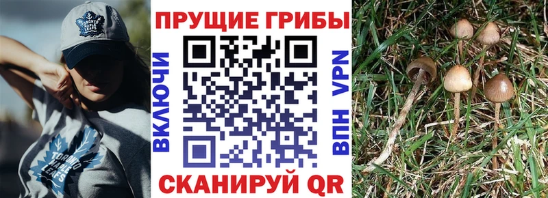 Галлюциногенные грибы Magic Shrooms  где продают наркотики  Оленегорск 
